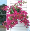 HGD 50cm Outdoor Bougainvillea Balcony Planter