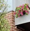 HGD 50cm Outdoor Pink Petunia Balcony Planter