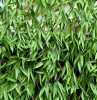 HGD 180cm x 90cm Bamboo Leaf Artificial Expanding Hedge Trellis