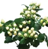 HGD 50x50cm White Berry Hypericum Tile